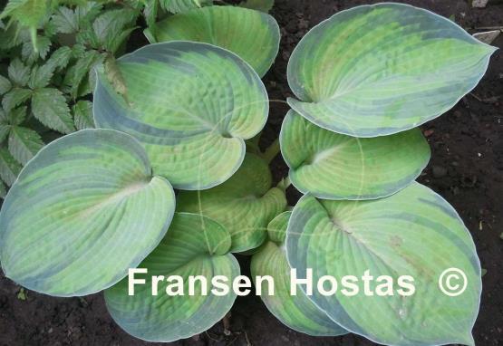 Hosta Tokudama Aureonebulosa